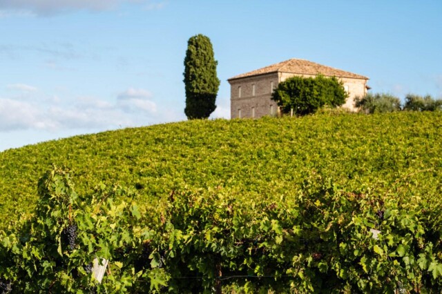 Vendemmia