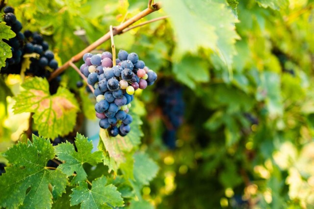 Vendemmia