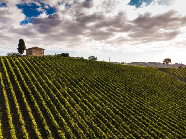 Vendemmia