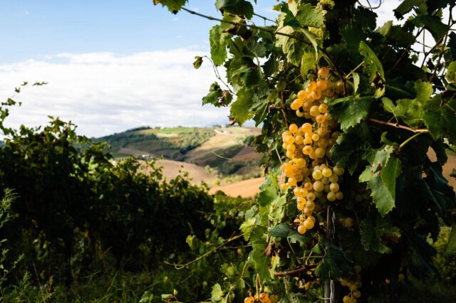 Vendemmia