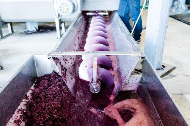 Vendemmia