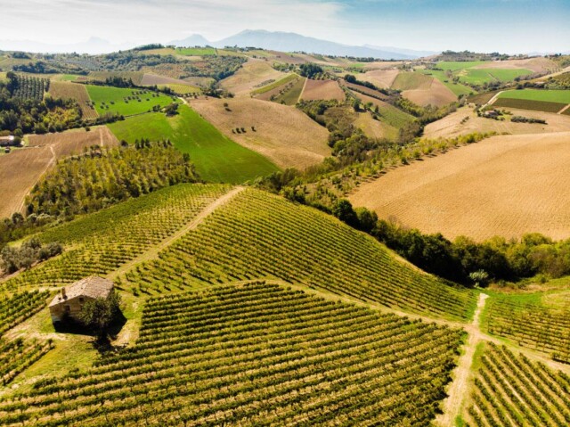 Vendemmia