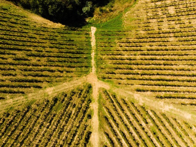 Vendemmia