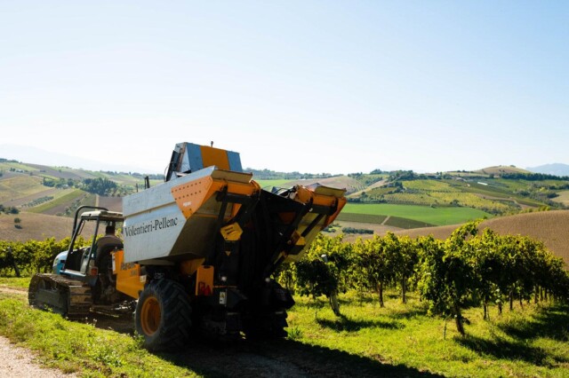 Vendemmia