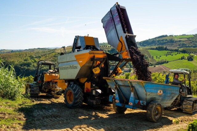 Vendemmia