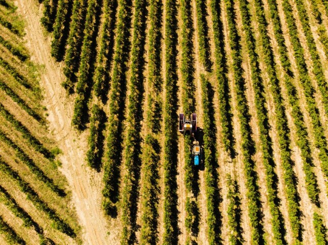 Vendemmia