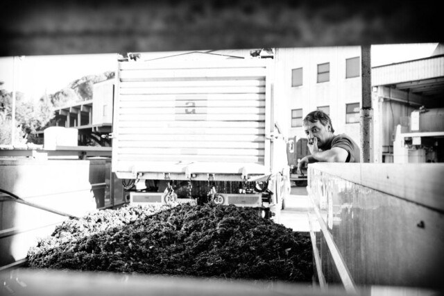 Vendemmia